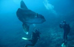 Snorkeling and Turtle Breeding Island Tour