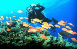 Scuba Diving for Certified Divers