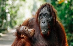 3 Days 2 Nights Borneo Orangutan Tour