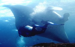 Nusa Penida Diving