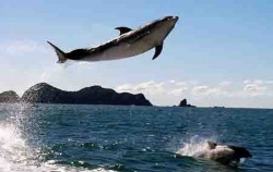 Dolphin Eco Encounter