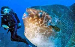 Nautilus Diving Bali