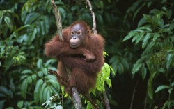 5 Days 4 Nights Orangutan Tour with Dayak