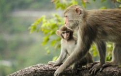 4 Days 3 Nights Great Orangutan Tour
