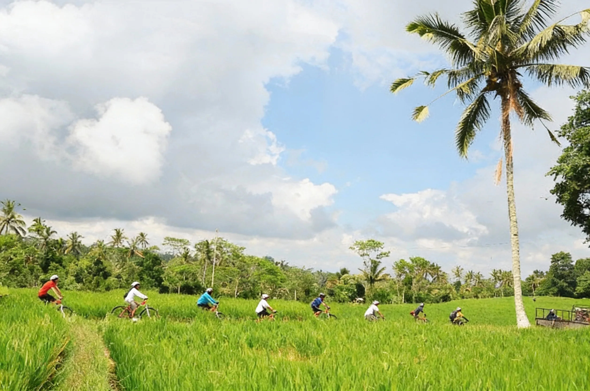 Cycling seeing rice fields