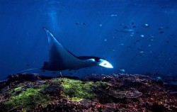 Bali Diving By Ena