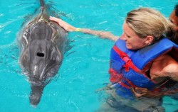 Dolphins Interactive at Melka Hotel Lovina