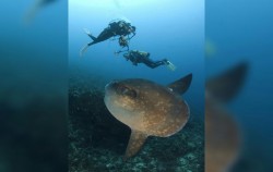 Diving Courses by Ena