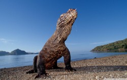 Komodo -JUM AD AGUNG LARANTUKA 8D7N Packages