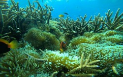 Lembongan Snorkeling Packages by Lembongan Trip