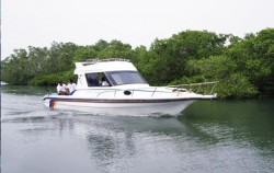 Mangrove Jungle Tour