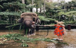 Jumbo Wash Packages by Mason Elephant Park