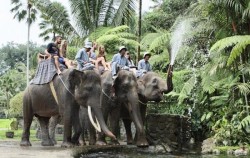 Elephant Safari Ride Packages by Mason Elephant Park