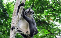 Bukit Lawang Orangutan Tour 2 Days 1 Night