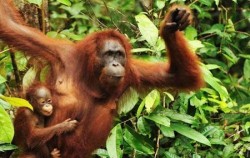 Mahakam and Orangutan Tour 4 Days