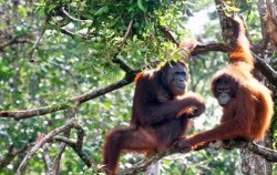 Orangutan Tour 4 Days 3 Nights