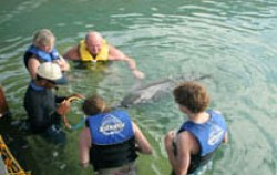 Dolphins Interactive Tour
