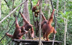 Orangutan and Dayak Explore 5 Days 4 Nights